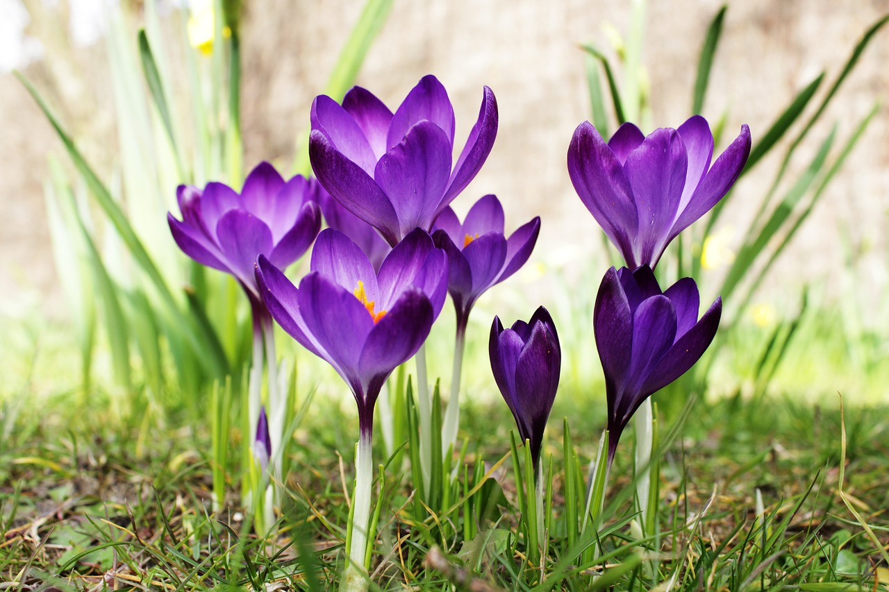 (Wishing for) Spring Newsletter | Homer Foundation