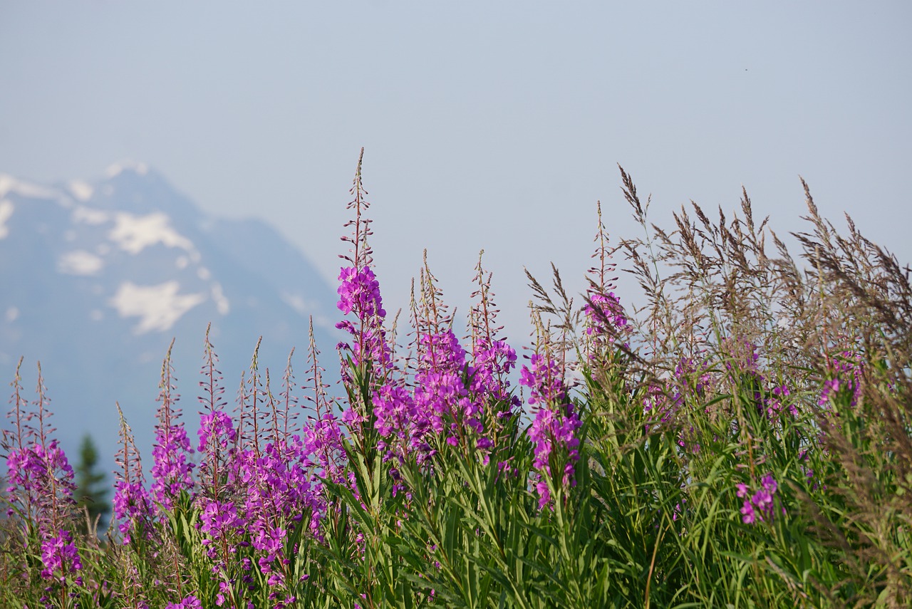 August Newsletter Halibut Cove Live many thanks! Homer Foundation